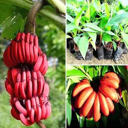 Red Banana Plants — Banana sapling available at Agro Nursery Garden